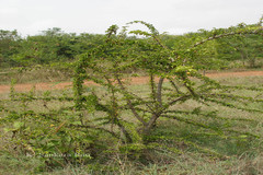 Canthium parviflorum